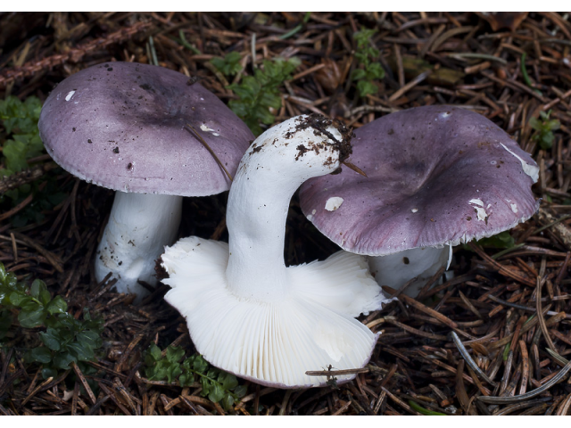 Мицелий Сыроежки синей / Сыроежка лазоревая (Russula azurea)